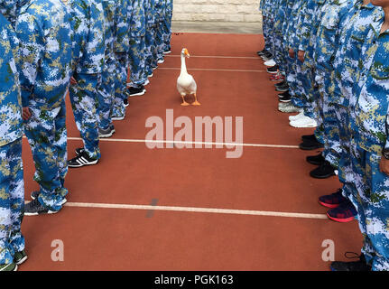 Wuxi, Wuxi, Chine. Août 27, 2018. Wuxi, Chine-animaux, dont des oies, des chèvres et des canards sauvages peuvent être vus dans une école où les étudiants suivent une formation militaire dans l'est de Wuxi, Province de Jiangsu. Crédit : SIPA Asie/ZUMA/Alamy Fil Live News Banque D'Images