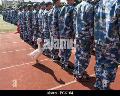 Wuxi, Wuxi, Chine. Août 27, 2018. Wuxi, Chine-animaux, dont des oies, des chèvres et des canards sauvages peuvent être vus dans une école où les étudiants suivent une formation militaire dans l'est de Wuxi, Province de Jiangsu. Crédit : SIPA Asie/ZUMA/Alamy Fil Live News Banque D'Images