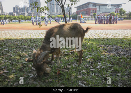 Wuxi, Wuxi, Chine. Août 27, 2018. Wuxi, Chine-animaux, dont des oies, des chèvres et des canards sauvages peuvent être vus dans une école où les étudiants suivent une formation militaire dans l'est de Wuxi, Province de Jiangsu. Crédit : SIPA Asie/ZUMA/Alamy Fil Live News Banque D'Images