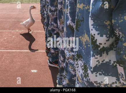 Wuxi, Wuxi, Chine. Août 27, 2018. Wuxi, Chine-animaux, dont des oies, des chèvres et des canards sauvages peuvent être vus dans une école où les étudiants suivent une formation militaire dans l'est de Wuxi, Province de Jiangsu. Crédit : SIPA Asie/ZUMA/Alamy Fil Live News Banque D'Images