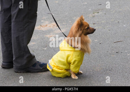 Le lac Windermere Cumbria UK 27 août 2018 Bowness Bay sur le lac Windermere'de toute taille de profiter pleinement de jour dehors par temps humide outfit Credit:Gordon Shoosmith/Alamy Live News Banque D'Images