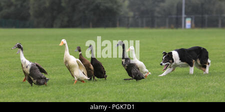 Ballycastle, Irlande du Nord. Lundi 27 Août, 2018. Un canard, qui permet de démontrer la maîtrise et le contrôle des chiens à l'Ould Lammas Fair l'Ould Lammas Fair est la plus ancienne foire de l'Irlande. Le mot Lammas vient de 'la masse' - Pain pain cuit traditionnellement à partir de la première les grains d'automne ont été mis sur l'église à modifier. SSince le 17ème siècle, l'traders affluent sur la juste d'acheter et de vendre des animaux, une tradition qui con Crédit : Graham de Alamy Live News Banque D'Images