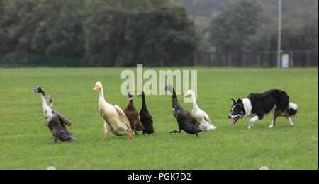 Ballycastle, Irlande du Nord. Lundi 27 Août, 2018. Un canard, qui permet de démontrer la maîtrise et le contrôle des chiens à l'Ould Lammas Fair l'Ould Lammas Fair est la plus ancienne foire de l'Irlande. Le mot Lammas vient de 'la masse' - Pain pain cuit traditionnellement à partir de la première les grains d'automne ont été mis sur l'église à modifier. SSince le 17ème siècle, l'traders affluent sur la juste d'acheter et de vendre des animaux, une tradition qui con Crédit : Graham de Alamy Live News Banque D'Images