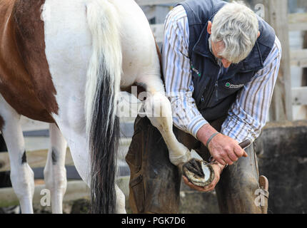 Ballycastle, Irlande du Nord. Lundi 27 Août, 2018. Un maréchal-ferrant au travail de parage et d'équilibrer les sabots de chevaux à l'Ould Lammas Fair à Ballycastle Le Ould Lammas Fair est la plus ancienne foire de l'Irlande. Le mot Lammas vient de 'la masse' - Pain pain cuit traditionnellement à partir de la première les grains d'automne ont été mis sur l'église à modifier. SSince le 17ème siècle, l'traders affluent sur la juste d'acheter et de vendre des animaux, une tradition de service Crédit : Graham/Alamy Live News Banque D'Images