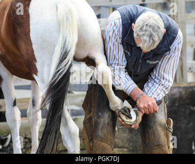 Ballycastle, Irlande du Nord. Lundi 27 Août, 2018. Un maréchal-ferrant au travail de parage et d'équilibrer les sabots de chevaux à l'Ould Lammas Fair à Ballycastle Le Ould Lammas Fair est la plus ancienne foire de l'Irlande. Le mot Lammas vient de 'la masse' - Pain pain cuit traditionnellement à partir de la première les grains d'automne ont été mis sur l'église à modifier. SSince le 17ème siècle, l'traders affluent sur la juste d'acheter et de vendre des animaux, une tradition de service Crédit : Graham/Alamy Live News Banque D'Images