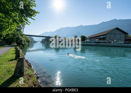 Le matin dans la rivière Aar, à Interlaken, Suisse, Europe Banque D'Images