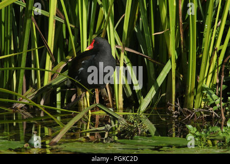 Une jolie poule d'eau (Gallinula chloropus) à se nourrir dans les roseaux au bord d'une rivière. Banque D'Images