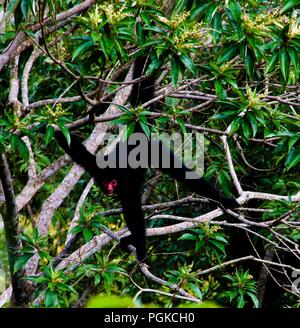 Homme singe balançant sur la branche d'arbre en montagnes Kanuku,Guyana Rupununi, Banque D'Images