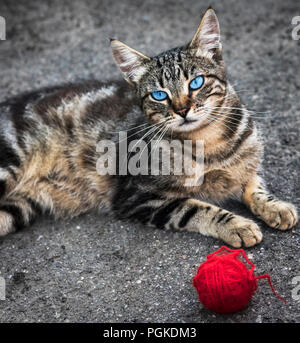 Rayé gris street cat aux yeux bleus se trouve sur l'asphalte, à côté d'une balle de laine rouge Banque D'Images