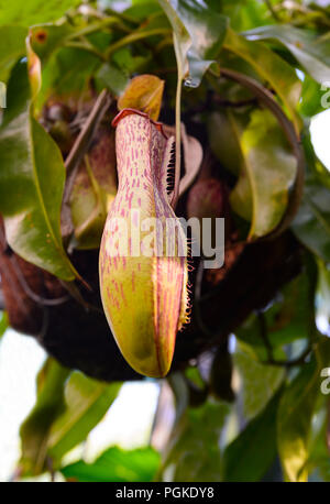 Sarracénie tropicaux (Nepenthes x ventrata) trouvés dans les Philippines Banque D'Images