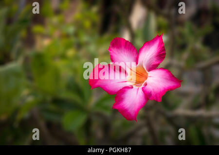 Adenium obesum est une espèce de plantes de la famille l'apocyn, Apocynaceae, qui est originaire de la région du Sahel, au sud du Sahara. Banque D'Images