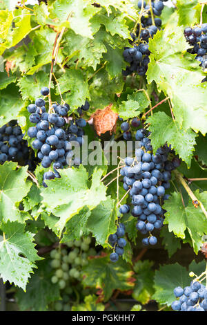 Les grandes grappes de raisin bleu hang prêt pour le jus de raisin ou de vin rouge Banque D'Images