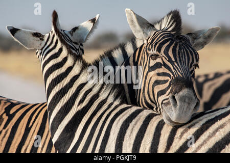 Deux plaines ou le zèbre de Burchell - Equus quagga Burchellii Equus ou repos - leurs têtes sur leurs dos dans le parc d'Etosha, Namibie. Banque D'Images