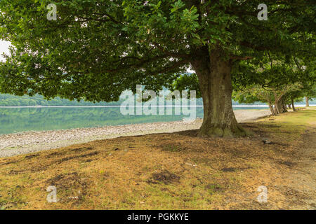 Une image d'un arbre à côté d'un chêne majestueux Coniston Water faible en raison d'un long hot summer britannique, Coniston Water, Lake District, Cumbria, England, UK. Banque D'Images