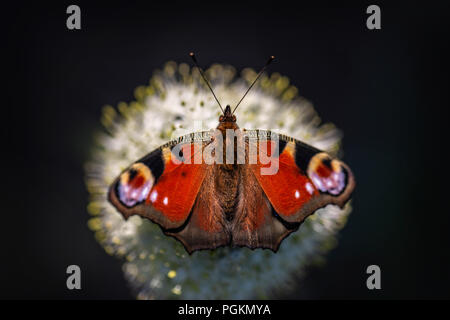 Peacock butterfly (Aglais io) assis sur une fleur Banque D'Images