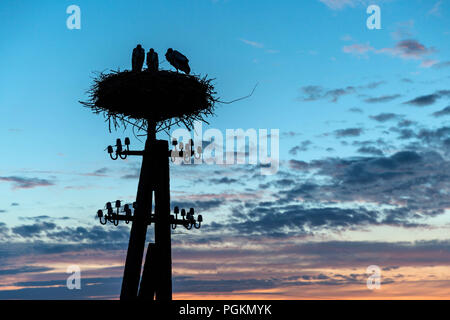 Famille de cigognes dans leur nid pendant le coucher du soleil, parc national de Biebrza Banque D'Images