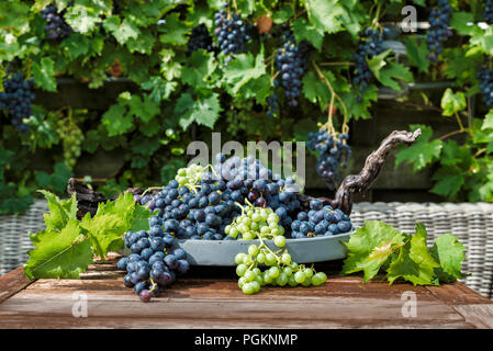 Décor de grappes de raisin blanc et bleu sur une échelle avec les branches et les feuilles de raisin et l'usine de raisin comme arrière-plan Banque D'Images