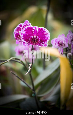 Orchidées pourpres poussent dans une serre de la Géorgie du sud est. Banque D'Images