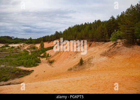 Restauration d'une partie de l'extrait du sable de carrière, une jeune plantation de pins. Dunes de sable de carrière, Banque D'Images