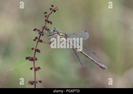 Demoiselle d'Émeraude, aussi appelé common spreadwing (Lestes sponsa) Banque D'Images