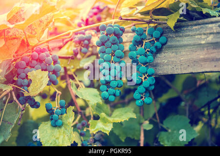 Les raisins rouges sur la vigne à la lumière du soleil couchant Banque D'Images