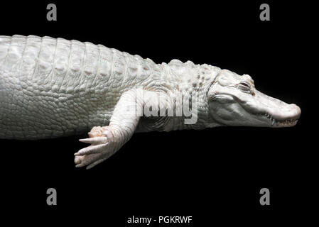 Alligator albinos à l'Aquarium de Géorgie à Atlanta, Géorgie. (USA) Banque D'Images