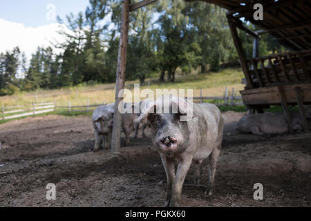 Porcs dans un animal friendly way outdoor sur une exploitation agricole en Bulgarie Banque D'Images