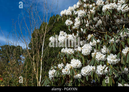 Grandes feuilles Rhododendron blanc clair dans soleil du printemps. Banque D'Images