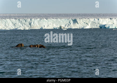 Groupe de morses nageant en mer devant le glacier Bråsvellbreen, calotte glaciaire arctique Austfonna , Norgaustlandet, Archipel de Svalbard, Norvège Banque D'Images