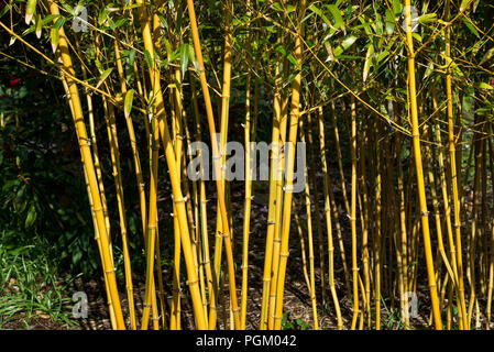 Phyllostachys aureosulcata f. spectabilis. Une forme d'ornement est jaune de bambou. Banque D'Images