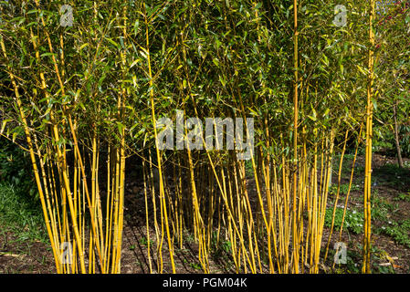 Phyllostachys aureosulcata f. spectabilis. Une forme d'ornement est jaune de bambou. Banque D'Images