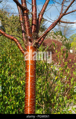 Prunus serrula, un arbre d'ornement rouge brillant distinctif avec l'écorce. Aussi connu sous le nom de Cherry tibétain. Banque D'Images