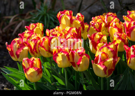 Tulipa 'Cape Town' la floraison au milieu de soleil du printemps. Banque D'Images