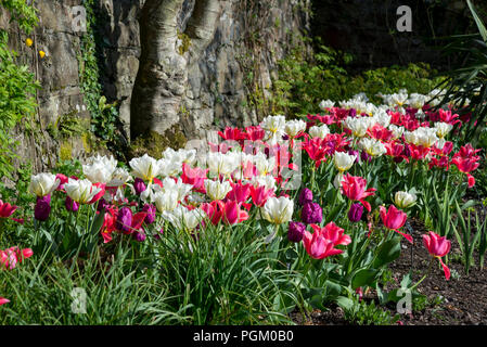Mélange de fleurs tulipes doubles et simples dans un jardin de printemps au Pays de Galles, Royaume-Uni. Banque D'Images