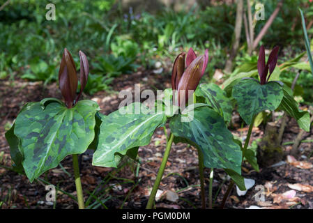 Trillium Chloropetalum var. giganteum. Une ombre floraison printanière vivace aimant. Banque D'Images