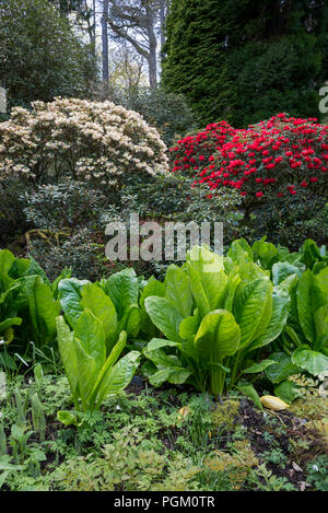 Choux poussant dans un sol humide entouré par de vieux rhododendrons et de grands arbres dans un jardin de printemps. Banque D'Images