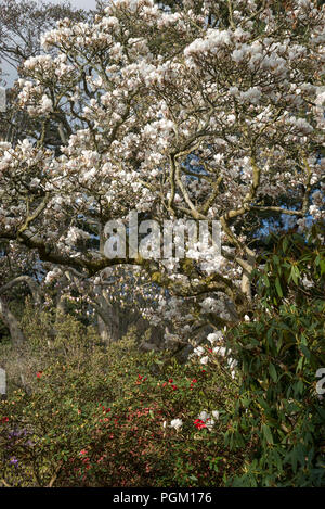 Belle Magnolia soulangeana en pleine floraison sur une journée ensoleillée à la fin avril. Banque D'Images