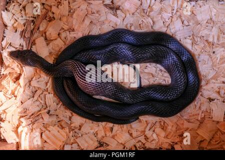 Une couleuvre obscure, aussi appelé un poulet, serpent avale un oeuf de poule dans le nid en Amérique du Caroliana Banque D'Images