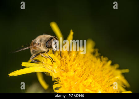À partir de la cueillette de miel abeille une fleur jaune Banque D'Images