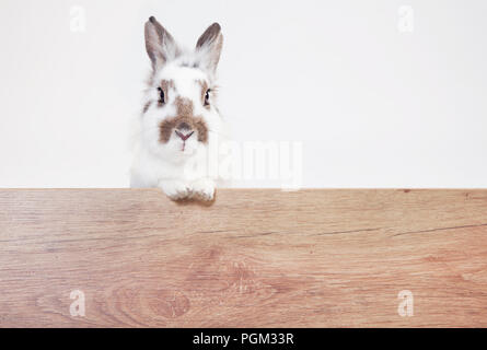 Un lapin blanc-brun a l'air dans l'appareil photo sur une planche de bois. Arrière-plan blanc Banque D'Images