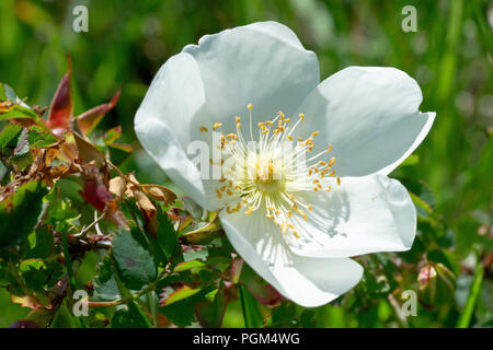 Burnett Rose (Rosa pimpinellifolia), gros plan d'une fleur simple. Banque D'Images