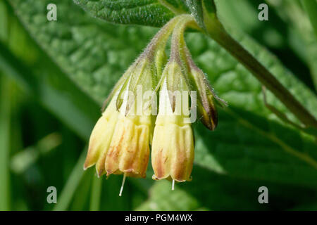 Comfrey, probablement la comfrey tubéreuse (symphytum tuberosum), gros plan des fleurs qui couchent. Banque D'Images