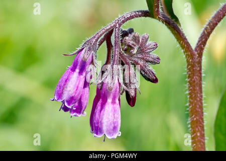 Comfrey, probablement l'espèce hybride russe Comfrey (symphytum x uplandicum), gros plan des fleurs avec des bourgeons. Banque D'Images