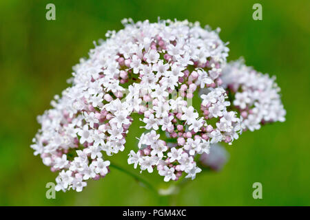 La valériane (Valeriana officinalis commune), gros plan d'une fleur solitaire tête avec une faible profondeur de champ. Banque D'Images