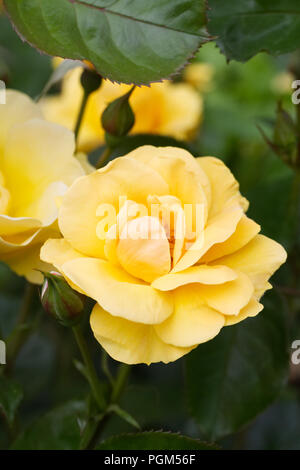 Rosa 'Harmode Allen Varenna' fleurs. Banque D'Images