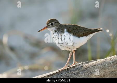 Le Chevalier grivelé (Actitis macularius) marcher le long d'un morceau de bois flotté sur une plage du lac Huron - Ontario, Canada Banque D'Images