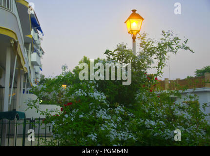 Lanterne jaune derrière le buisson de fleurs, soir temps partiel, d'été Banque D'Images