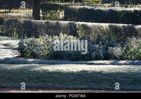 Le premier matin de gelées sur une pelouse du parc à l'automne Banque D'Images