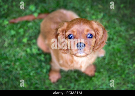 Adorable chiot assis sur l'herbe verte Banque D'Images