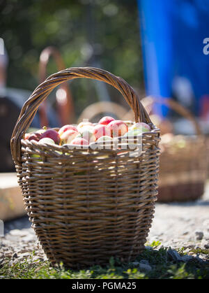 Dans l'avant-plan, un panier de pommes sur l'herbe sur le festival folklorique russe Banque D'Images